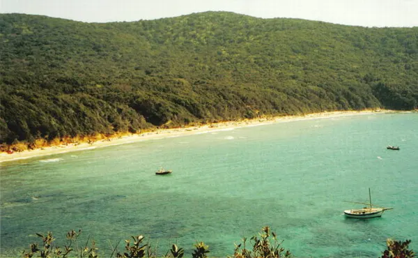 Veduta della spiaggia di Cala Violina, circondata dalla vegetazione.