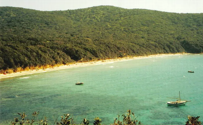Veduta della spiaggia di Cala Violina, circondata dalla vegetazione.