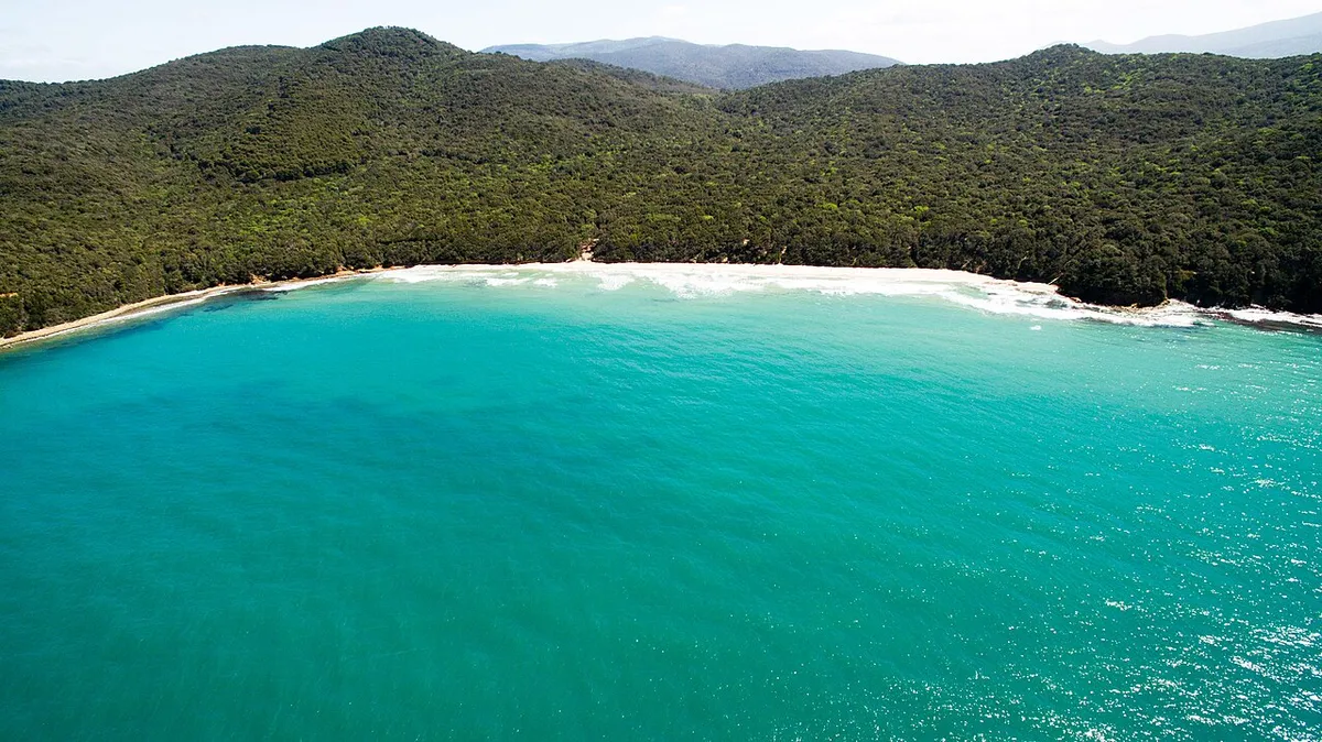 Veduta aerea di Cala Violina, con la spiaggia e il bosco affacciati sul mare.