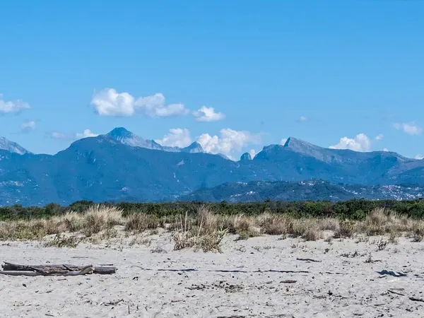 Arenile e dune della Lecciona con le Alpi Apuane sullo sfondo
